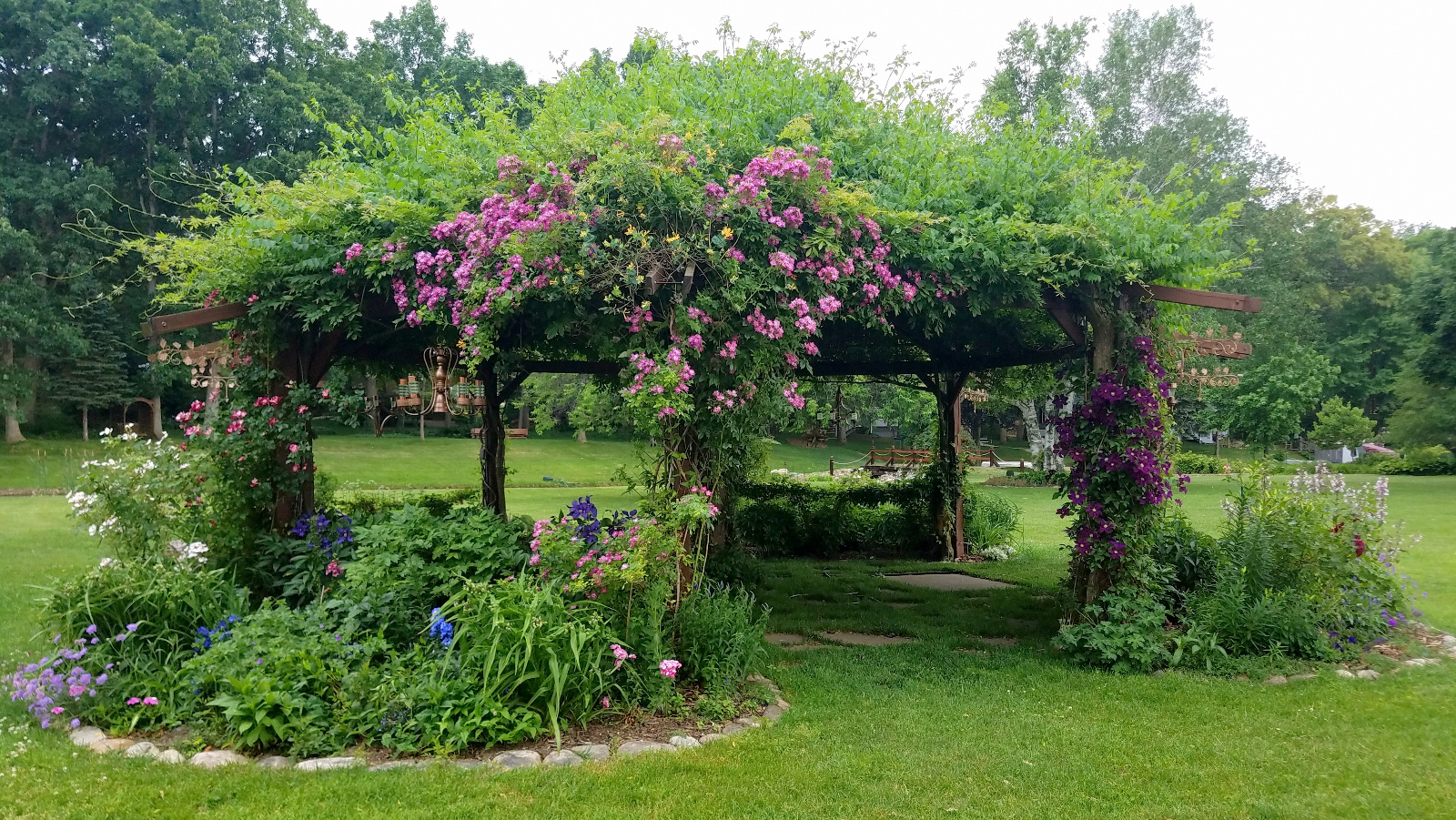 Climbing Rose intertwined with yellow Honeysuckle, Foxglove, Scabiosa, Delphinium, Penstemon and end of Sweet Williams